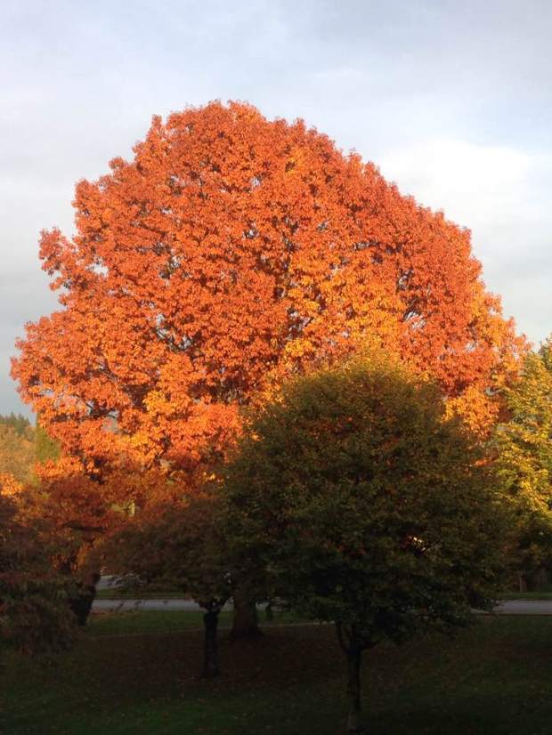 fall-colours